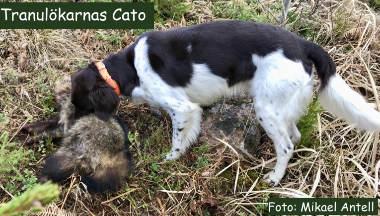 Cato med mårdhund
